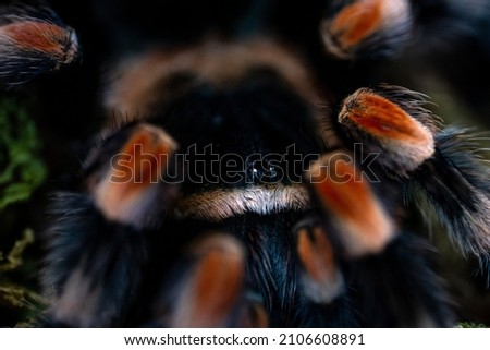 Mexican red knee tarantula brachypelma 