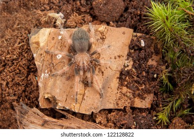 Mexican Red Leg Tarantula Sitting On Rock