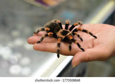 Mexican Red Leg Tarantula Spider