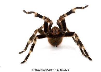 65 Mexican red rump tarantula Images, Stock Photos & Vectors | Shutterstock