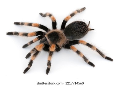 Mexican Redknee Tarantula Brachypelma Hamorii On Stock Photo 1217714560 ...