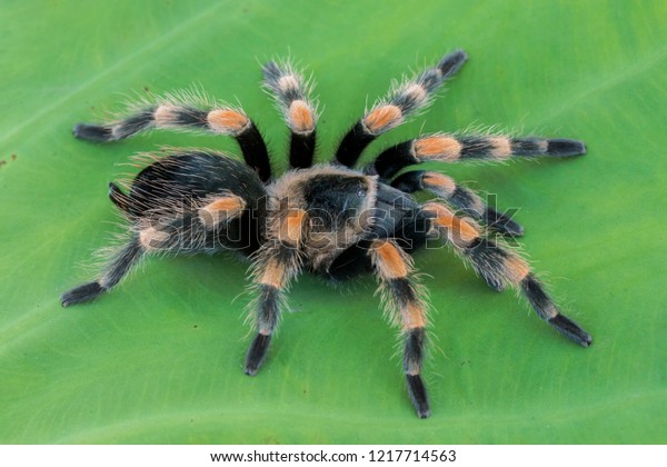 Mexican Redknee Tarantula Brachypelma Hamorii On Stock Photo 1217714563 ...