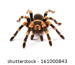 Mexican redknee tarantula (Brachypelma smithi), spider female