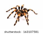 Mexican redknee tarantula (Brachypelma smithi), spider female