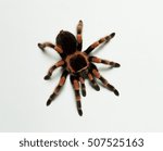 Mexican redknee tarantula (Brachypelma smithi), studio shot