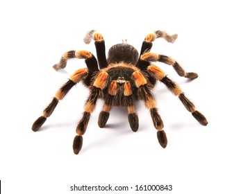 Mexican Redknee Tarantula Brachypelma Smithi Spider Stock Photo ...