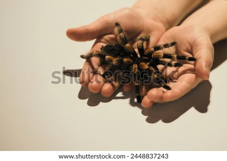 Mexican redknee tarantulas (Brachypelma hamorii)