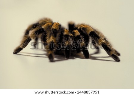 Mexican redknee tarantulas (Brachypelma hamorii)