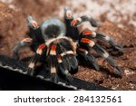 Mexican Red-kneed Tarantula (Brachypelma smithi)