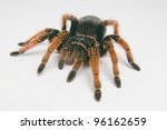 Mexican Red-kneed Tarantula closeup against white background.