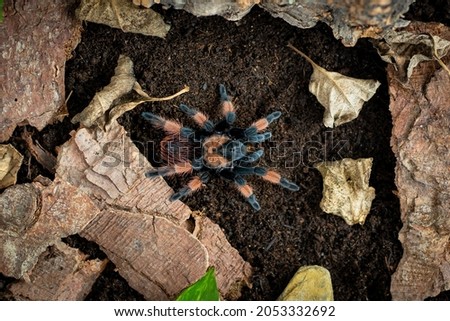 Mexican redleg tarantula Brachypelma emilia