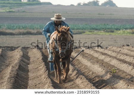 Mexican rural scene: Peasant farmer using a horse to prepare the amaranth plantation