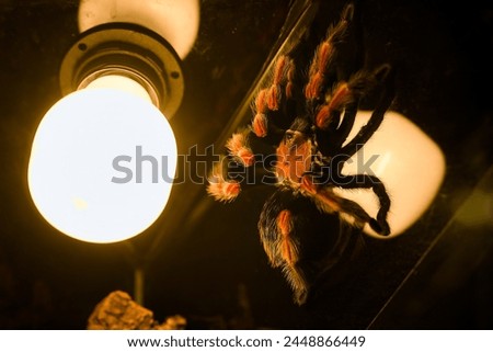 Mexican rustleg tarantula (Brachypelma boehmei)