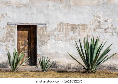 A Mexican scene of three espadin agave plants, against a rugged peeling white wall with a wood door, in Oaxaca, Mexico. With room for text / space for copy.
