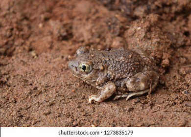 Mexican Spadefoot Toad