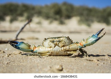 Mexican Standoff At The Beach