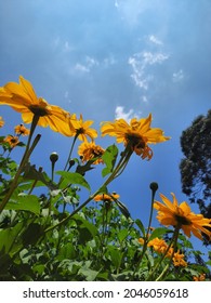 Mexican Sunflowers At Lalbagh Botanical Garden, Bangalore 