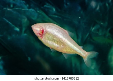 The Mexican Tetra Or Blind Cave Fish (Astyanax Mexicanus)