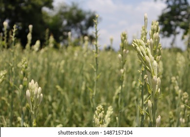 Mexican Tuberose in a farm at West Bengal, India