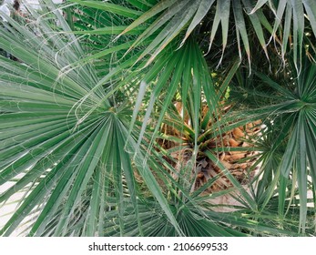 Mexican Washington Palm, Fan Palm, Thread Palm Pattern