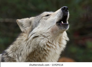 Mexican Wolf Howling