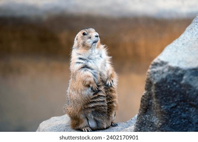 プレーリー ドッグ　ドッグ　cynomys mexicanus 