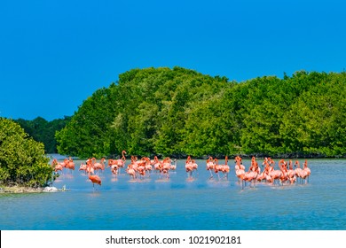 México. Reserva de la Biosfera Celestun. La bandada de flamencos estadounidenses (Phoenicopterus ruber, también conocida como flamingo caribeño) alimentándose en aguas poco profundas