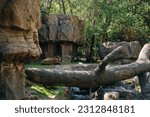 MEXICO CITY bear in zoo - Chapultepec is one of the largest city parks in the Western Hemisphere. High quality photo