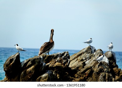 Mexico Puerto Escondido Birds