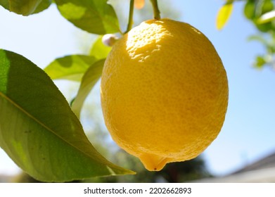 Meyer Lemon Fruit Bright Yellow On Tree