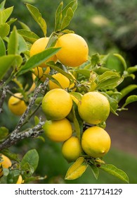 Meyer Lemon, Lime Close-up Of A Plant In The Orchard Of A Farm, Lemon Tree