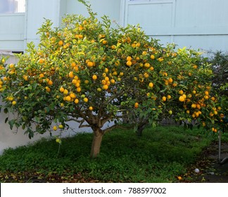 Meyer Lemon Tree, Backyard California.