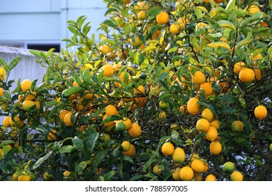 Meyer Lemon Tree, Backyard California.