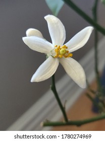 Meyer Lemon Tree Blossom Fragrant