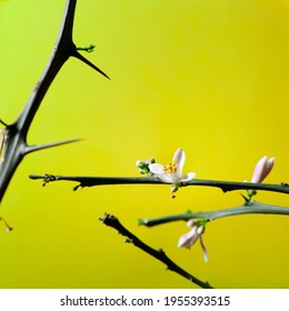 Meyer Lemon Tree Branch With Thorns And Flowers, Isolated On Color Background. Meyer Lemon Is Popular As An Ornamental Plant For Its Compact Size. It Is Decorative And Suitable For Container Growing.