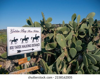 Mgarr, Malta, 14 May 2022: Wild Cacti Bush Next Golden Bay Ranch Sign 