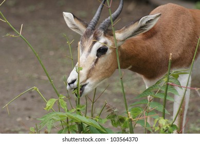 Mhorr Dama Gazelle