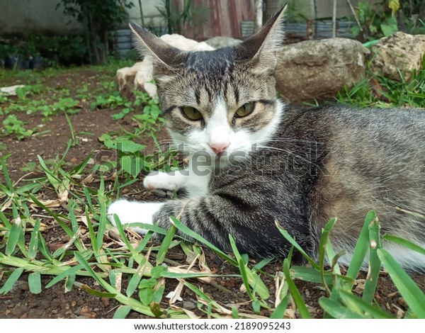 Mi Gorda Gato Kittie Fun Lovely Stock Photo 2189095243 | Shutterstock