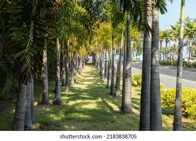 Miami Beach Close To Chalatat Beach At Songkhla Park, Thailand.
Beautiful Landmark Of  Songkhla With Coconut Plam Tree And Road Path.