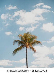 Miami Beach Palm Trees On Sunny Sky Background, Low Angle Shot