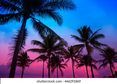 Miami Beach South Beach Sunset Palm Trees In Ocean Drive Florida