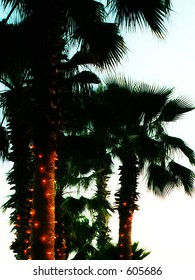 Miami Christmas Palms