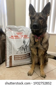 Miami, Fl, USA: March 9, 2021: Large Bag Of Royal Canin Dog Food Next To A Purebred German Shepard Adult Dog. 