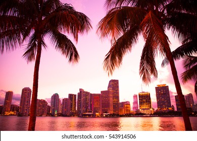 Miami Florida Skyline And Bay At Sunset Through Two Palm Trees. 