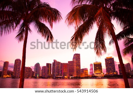 Miami Florida skyline and bay at sunset through two palm trees. 