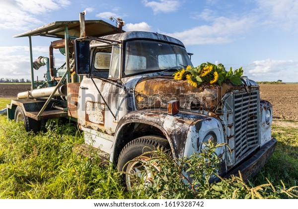 Miami, Florida /\
United States - February 10, 2019: An old rusty farm truck sits\
abandoned in an agricultural field on a sunny day with fresh picked\
sunflowers on its hood.