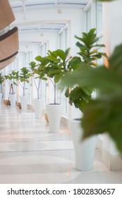 Miami, Florida/ United States-August 22,2020: Fontainebleau Hotel White Long Curve Hallway 