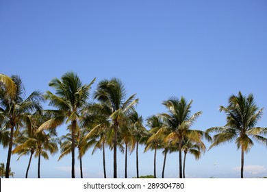 Miami Palm Trees On A Blue Sky