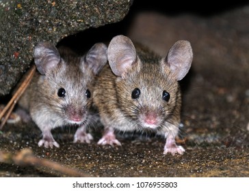 Mice Feeding In Urban House Garden.