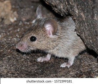 Mice Feeding In Urban House Garden.